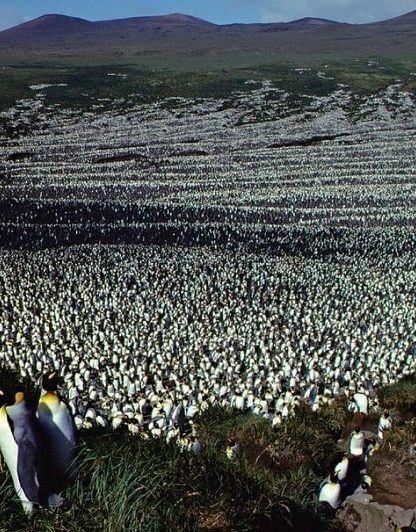 declin massif manchot royal