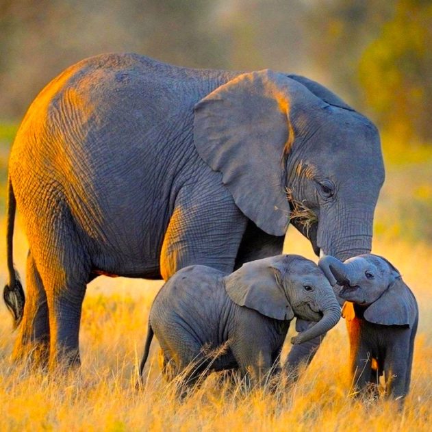 elephant supression cancer pseudogenes