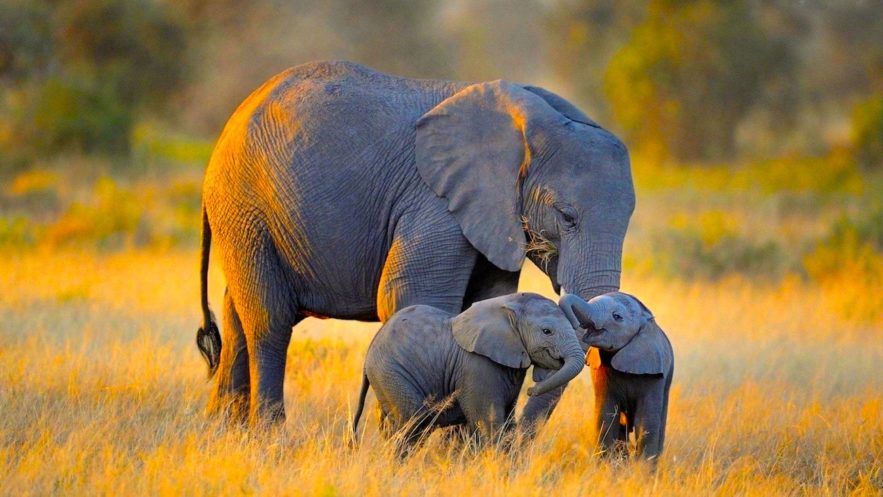 elephant supression cancer pseudogenes