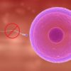 parthenogenese reproduction femelle
