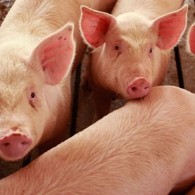 porc poumon don organe