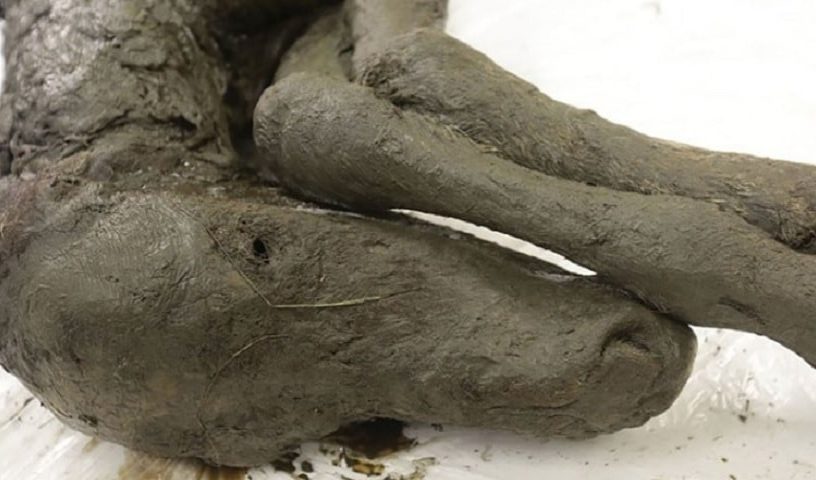 poulain pergelisol conservation siberie