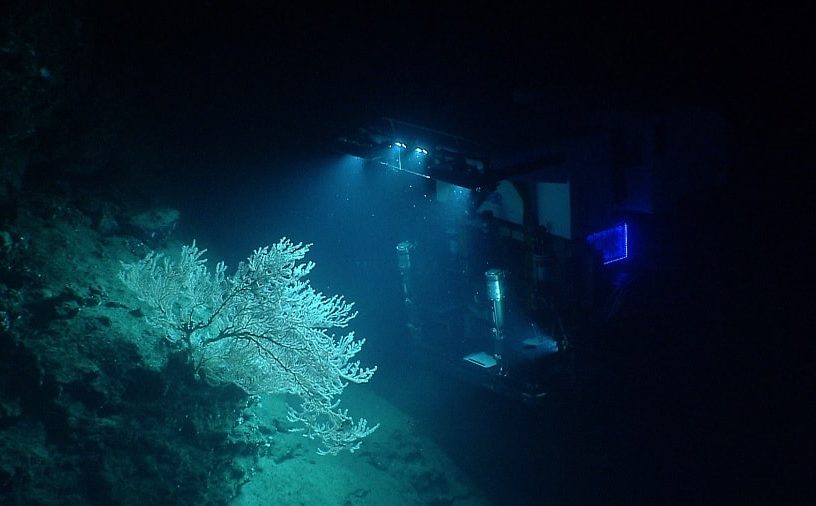 corail recifs coralliens