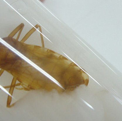 triatome punaise maladie de chagas