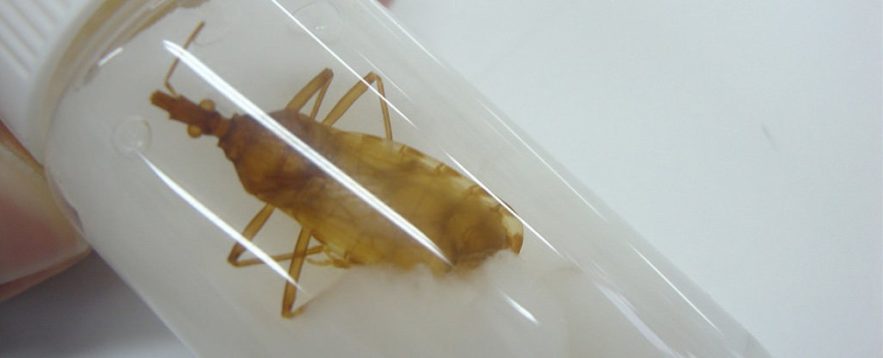 triatome punaise maladie de chagas