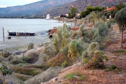 araignee toile grece