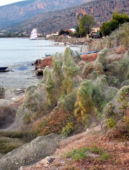 araignee toile grece