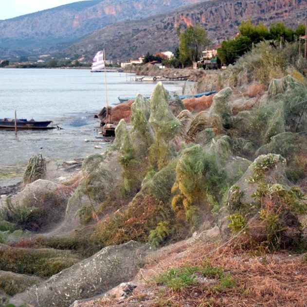 araignee toile grece