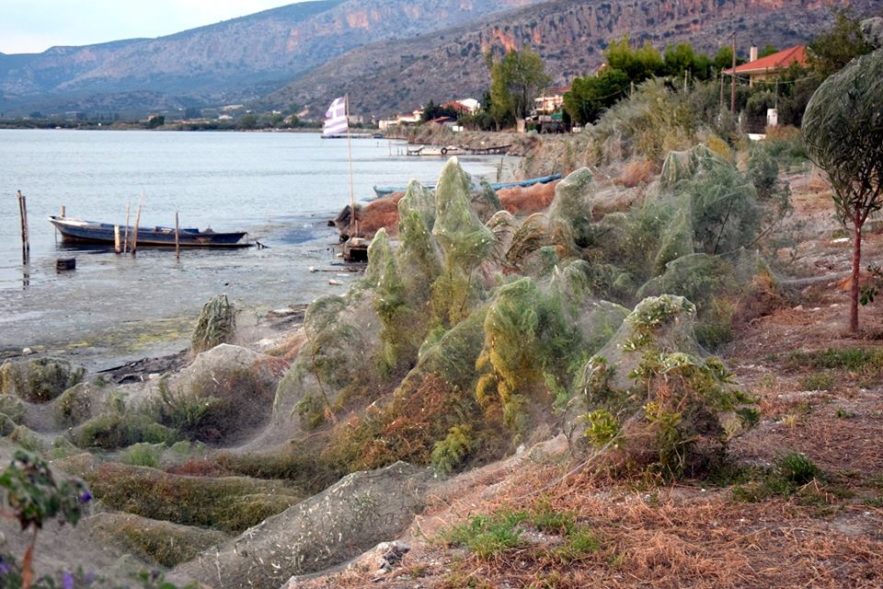 araignee toile grece