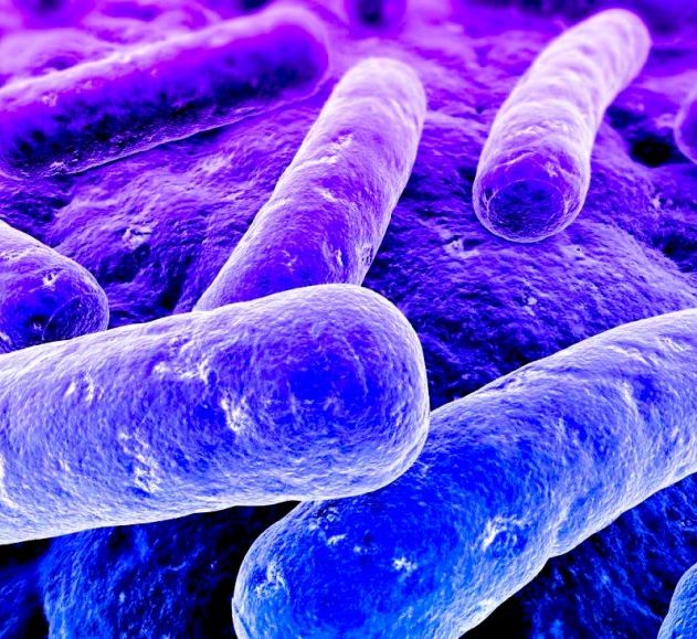 bacterie gram negatif multiresistance antibiotique