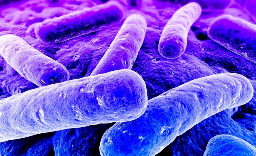 bacterie gram negatif multiresistance antibiotique