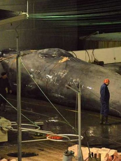 baleine bleue hybride capture