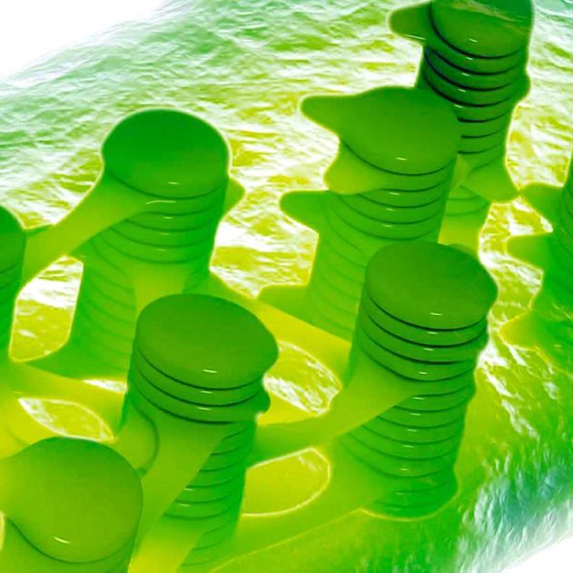 chloroplaste organite photosynthese