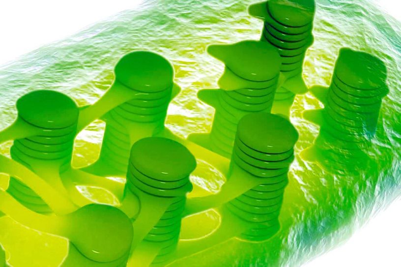 chloroplaste organite photosynthese