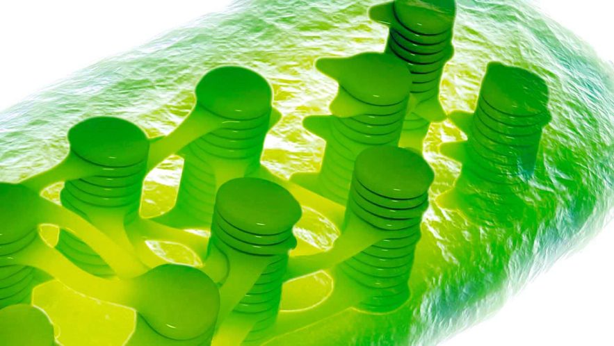chloroplaste organite photosynthese