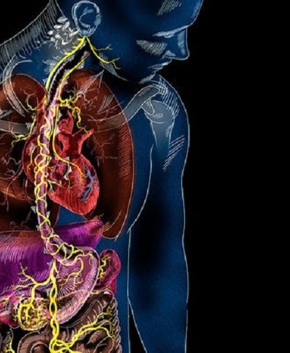 circuit neuronal intestin cerveau