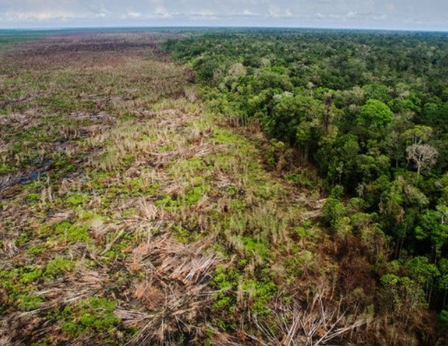 deforestation agriculture industrielle
