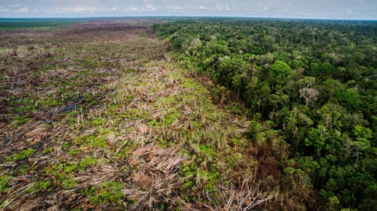 deforestation agriculture industrielle