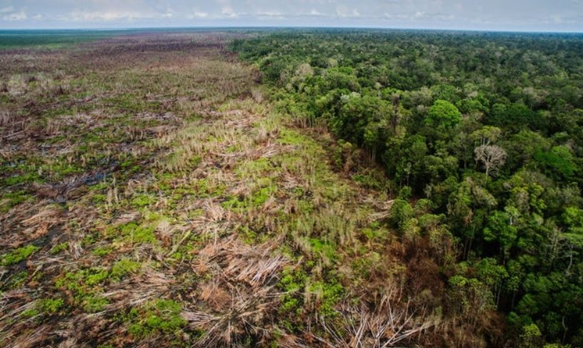 deforestation agriculture industrielle
