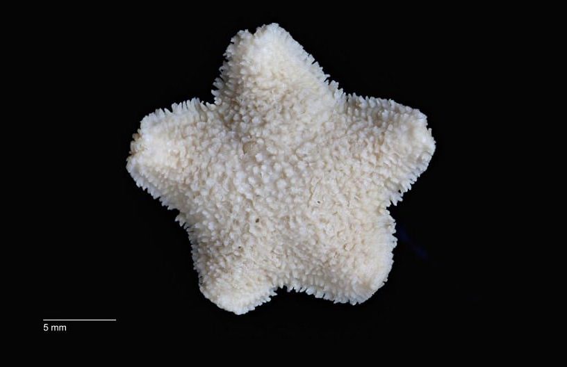 etoile mer extinction australie
