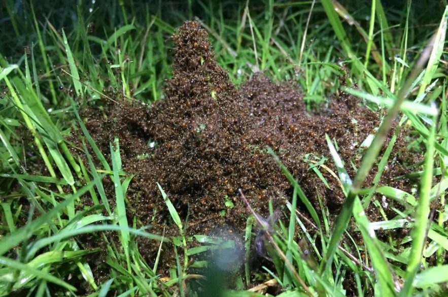 fourmi fourmis formation radeau tempete ouragan florence