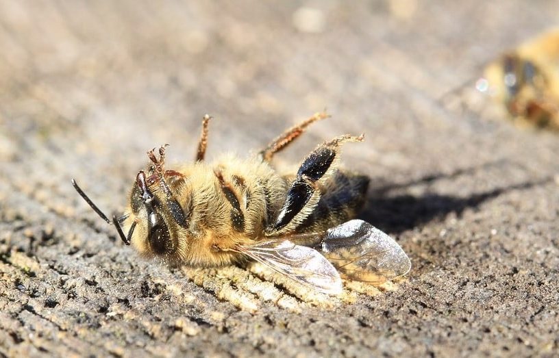glyphosate herbicide declin abeilles