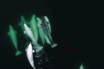 narval perdu belugas saint-laurent