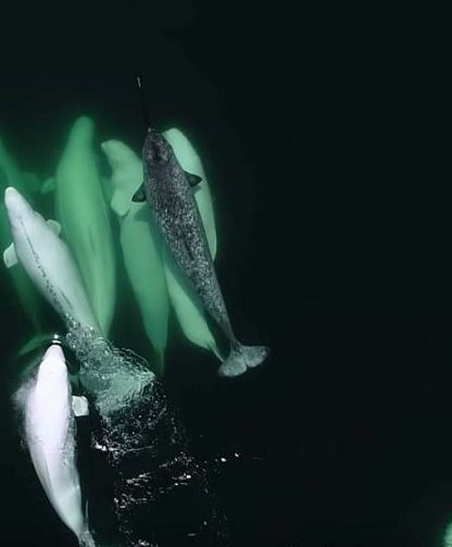 narval perdu belugas saint-laurent