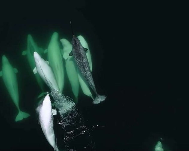narval perdu belugas saint-laurent