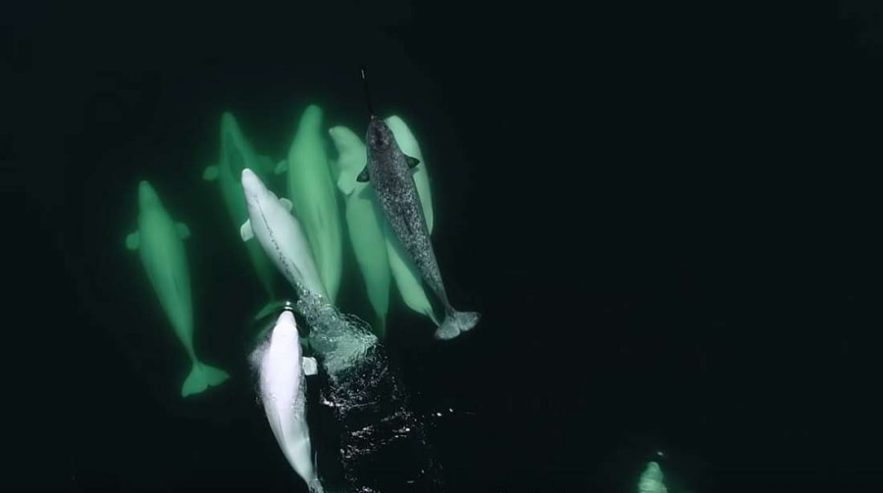 narval perdu belugas saint-laurent