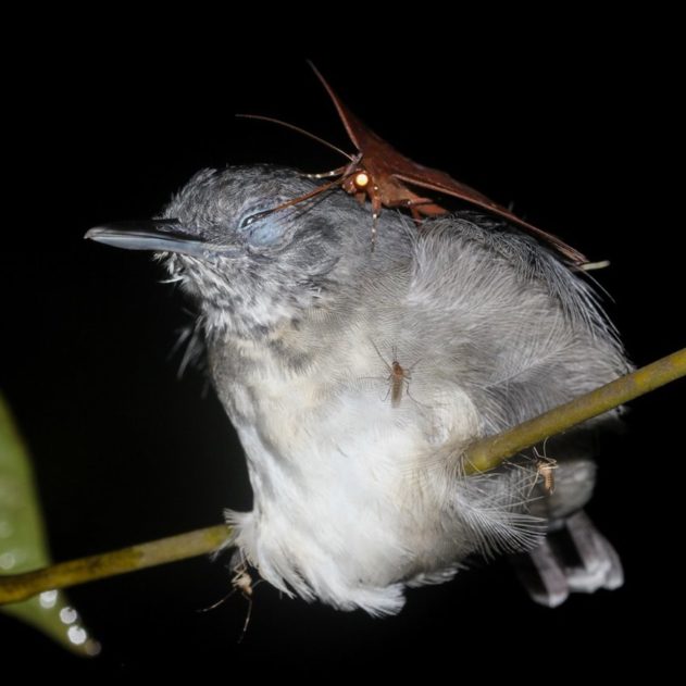 papillon de nuit lachryphagie larmes oiseau