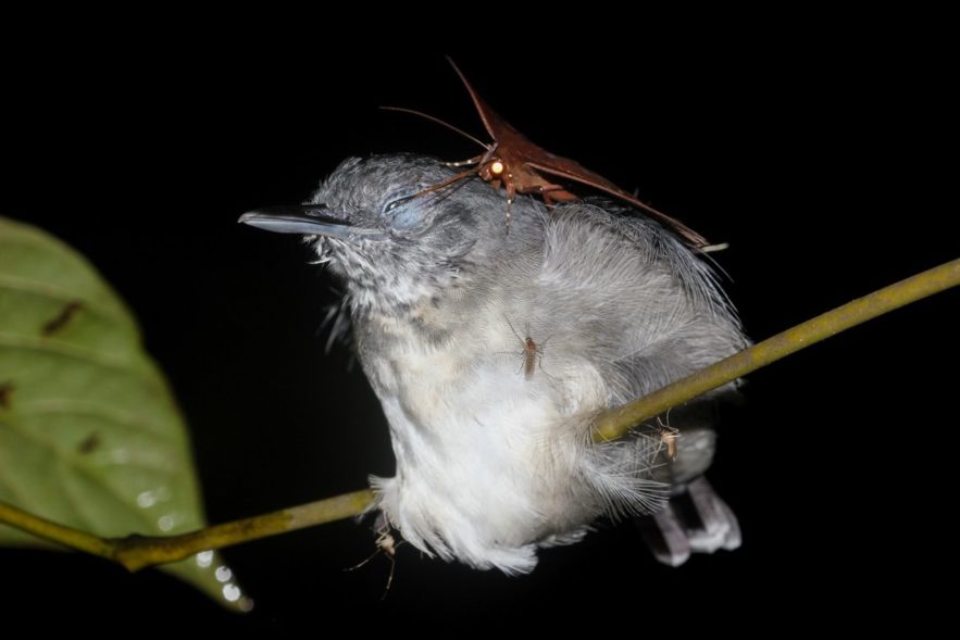 papillon de nuit lachryphagie larmes oiseau