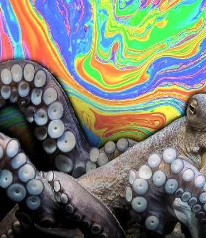 pieuvres sociabilisation ecstasy mdma