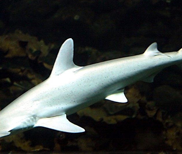 requin marteau omnivore tiburo