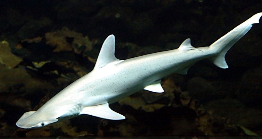 requin marteau omnivore tiburo