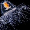 meduse turritopsis immortalite biologique