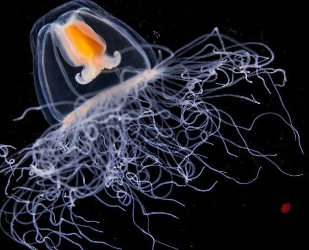 meduse turritopsis immortalite biologique