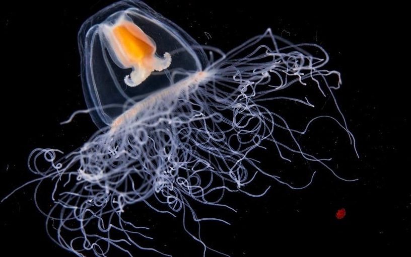 meduse turritopsis immortalite biologique