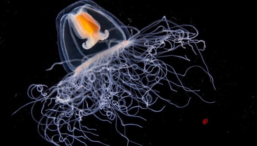 meduse turritopsis immortalite biologique