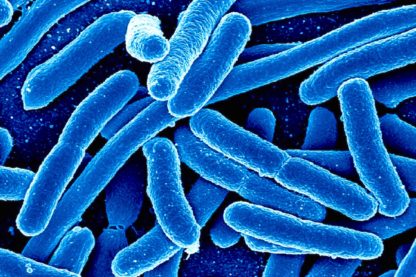 enchevêtrement quantique bacteries photosynthetique