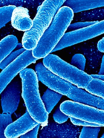 enchevêtrement quantique bacteries photosynthetique