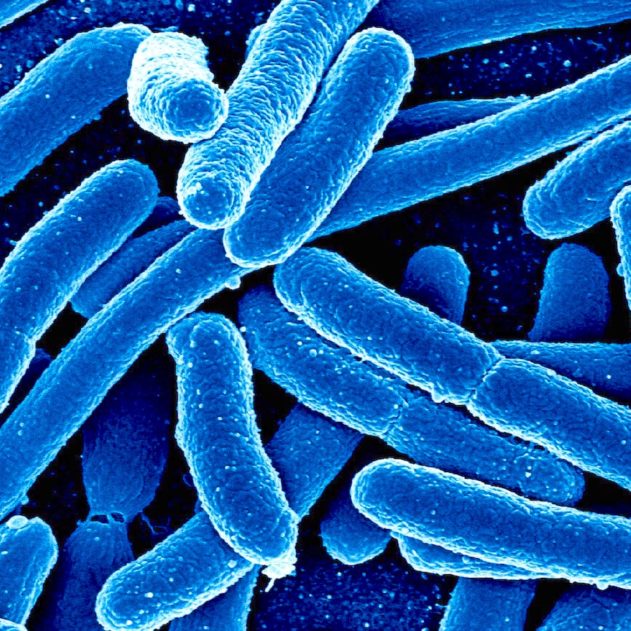 enchevêtrement quantique bacteries photosynthetique