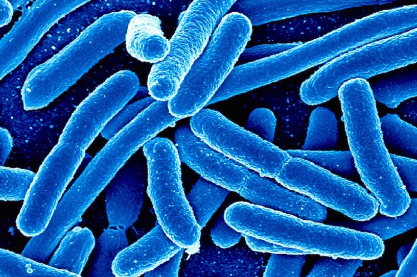enchevêtrement quantique bacteries photosynthetique