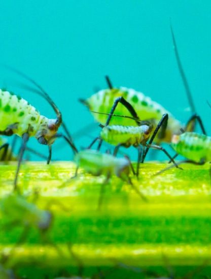 armee insecte virus modifie protection plante