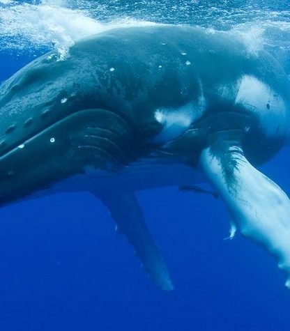baleine bosse 911 appel effrayee femme bateau observation