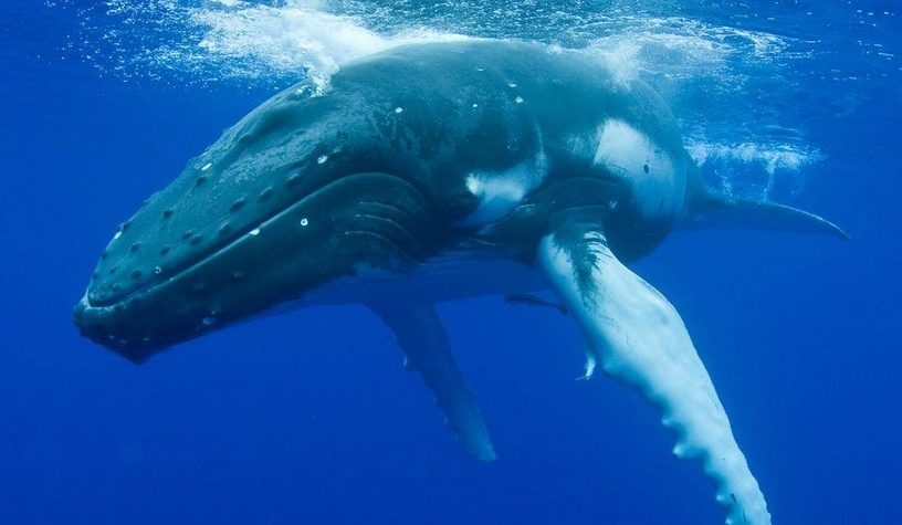 baleine bosse 911 appel effrayee femme bateau observation