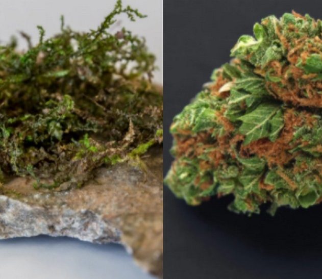 cannabis THC hepatique PET