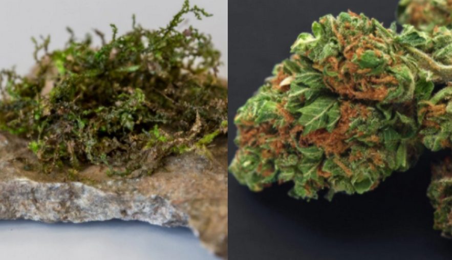 cannabis THC hepatique PET