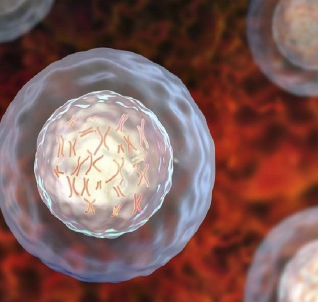 cellule noyau adn