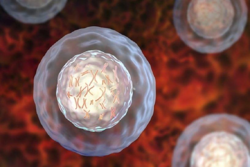 cellule noyau adn